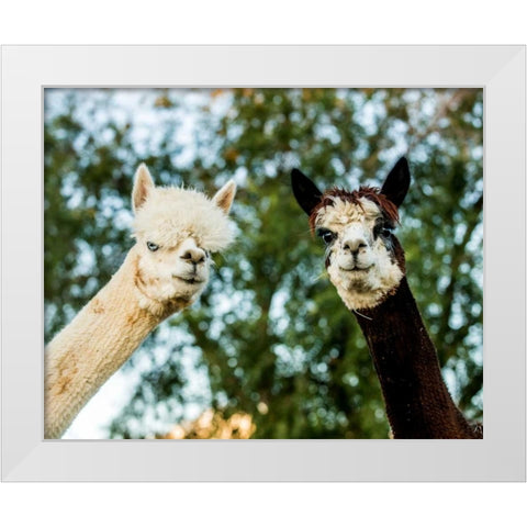 Alpaca Portrait III White Modern Wood Framed Art Print by Stockton, Tyler