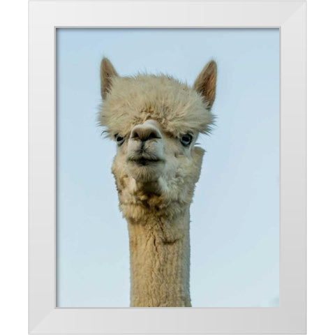 Alpaca Portrait IV White Modern Wood Framed Art Print by Stockton, Tyler
