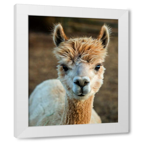 Alpaca Portrait V White Modern Wood Framed Art Print by Stockton, Tyler