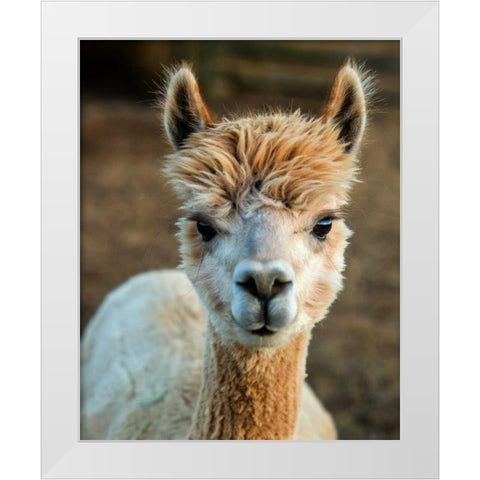 Alpaca Portrait V White Modern Wood Framed Art Print by Stockton, Tyler