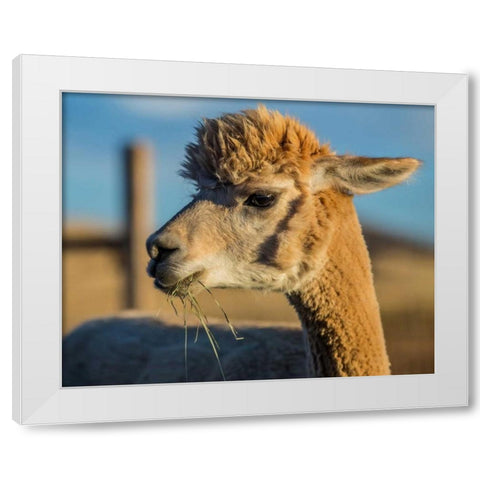 Alpaca Portrait VI White Modern Wood Framed Art Print by Stockton, Tyler