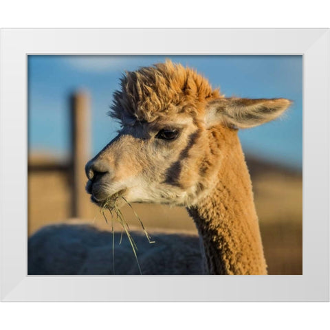 Alpaca Portrait VI White Modern Wood Framed Art Print by Stockton, Tyler