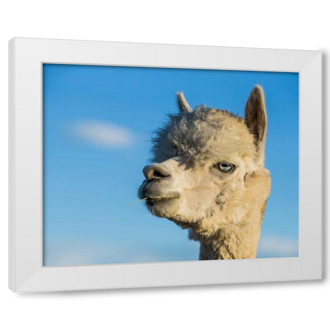 Alpaca Portrait VII White Modern Wood Framed Art Print by Stockton, Tyler
