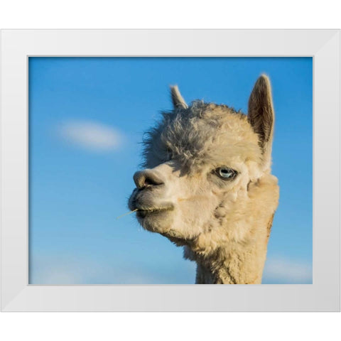 Alpaca Portrait VII White Modern Wood Framed Art Print by Stockton, Tyler
