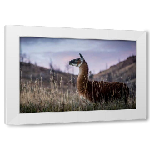 Llama Portrait I White Modern Wood Framed Art Print by Stockton, Tyler
