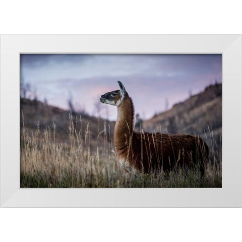 Llama Portrait I White Modern Wood Framed Art Print by Stockton, Tyler