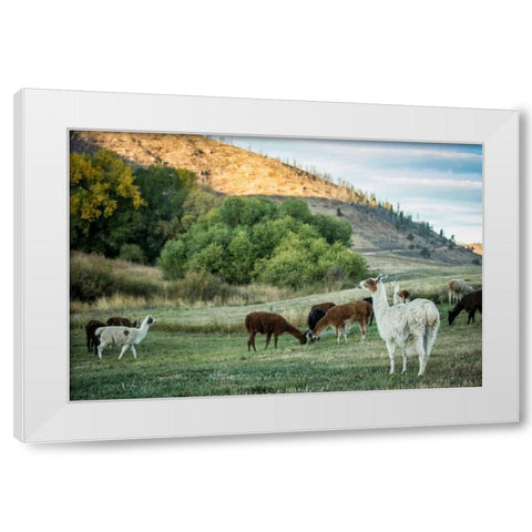 Llama Portrait II White Modern Wood Framed Art Print by Stockton, Tyler