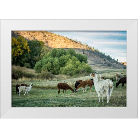 Llama Portrait II White Modern Wood Framed Art Print by Stockton, Tyler