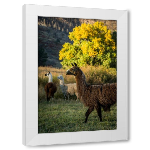 Llama Portrait III White Modern Wood Framed Art Print by Stockton, Tyler