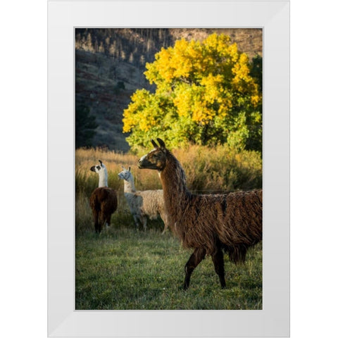 Llama Portrait III White Modern Wood Framed Art Print by Stockton, Tyler