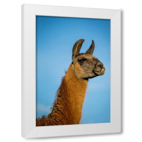 Llama Portrait IV White Modern Wood Framed Art Print by Stockton, Tyler