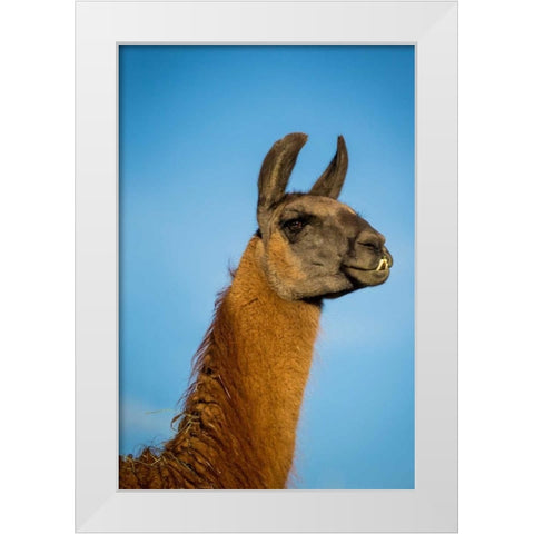 Llama Portrait IV White Modern Wood Framed Art Print by Stockton, Tyler