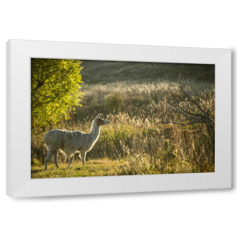 Llama Portrait V White Modern Wood Framed Art Print by Stockton, Tyler
