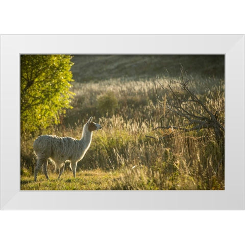 Llama Portrait V White Modern Wood Framed Art Print by Stockton, Tyler