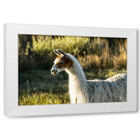 Llama Portrait VI White Modern Wood Framed Art Print by Stockton, Tyler