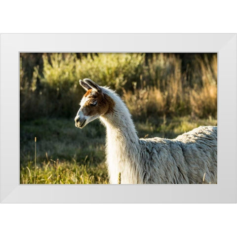 Llama Portrait VI White Modern Wood Framed Art Print by Stockton, Tyler