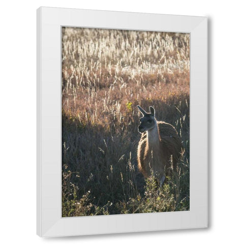 Llama Portrait VII White Modern Wood Framed Art Print by Stockton, Tyler
