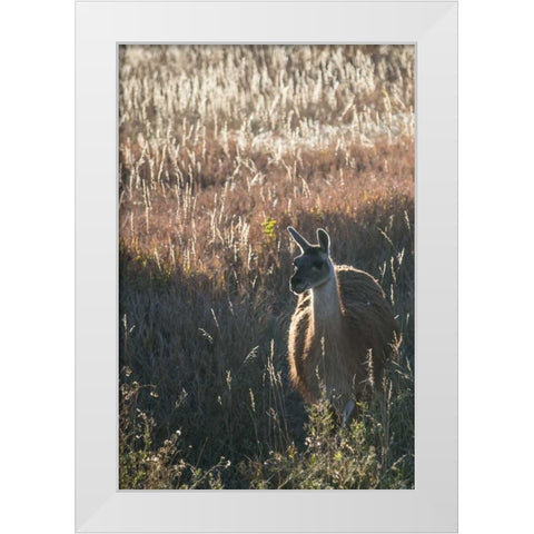 Llama Portrait VII White Modern Wood Framed Art Print by Stockton, Tyler