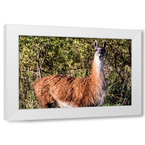 Llama Portrait VIII White Modern Wood Framed Art Print by Stockton, Tyler