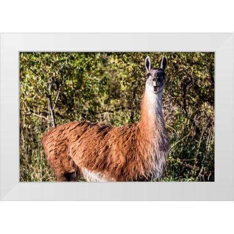 Llama Portrait VIII White Modern Wood Framed Art Print by Stockton, Tyler