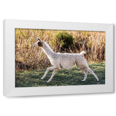 Llama Portrait IX White Modern Wood Framed Art Print by Stockton, Tyler