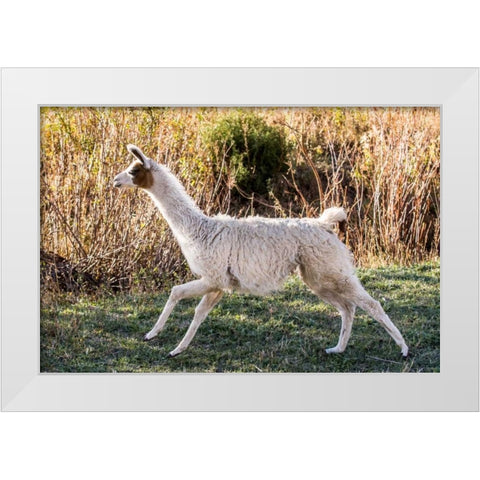 Llama Portrait IX White Modern Wood Framed Art Print by Stockton, Tyler