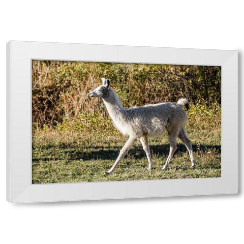 Llama Portrait X White Modern Wood Framed Art Print by Stockton, Tyler