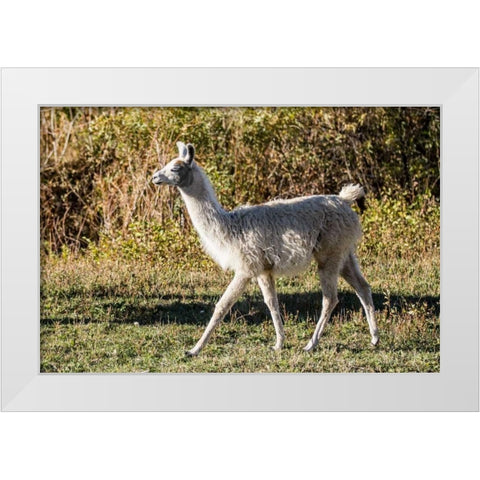 Llama Portrait X White Modern Wood Framed Art Print by Stockton, Tyler