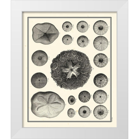 Small Aegean Collection I White Modern Wood Framed Art Print by Vision Studio