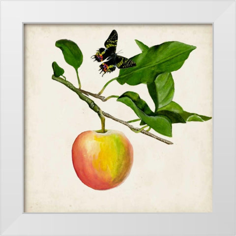 Fruit with Butterflies IV White Modern Wood Framed Art Print by McCavitt, Naomi