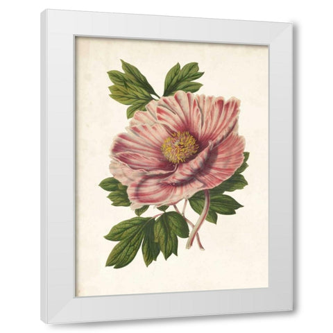 Striking Peony  White Modern Wood Framed Art Print by Houtteano, Van