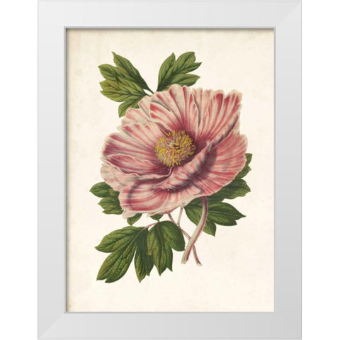 Striking Peony  White Modern Wood Framed Art Print by Houtteano, Van