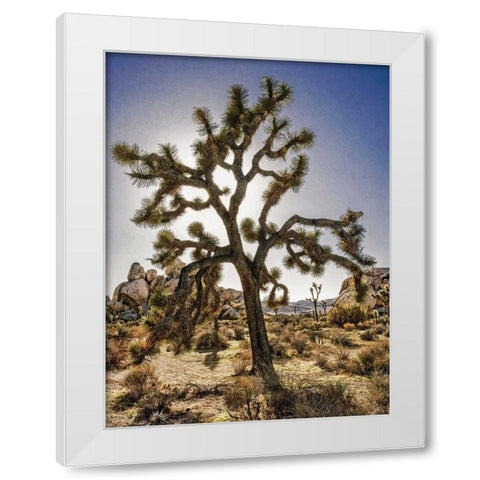 Views of Joshua Tree I White Modern Wood Framed Art Print by Perry, Rachel