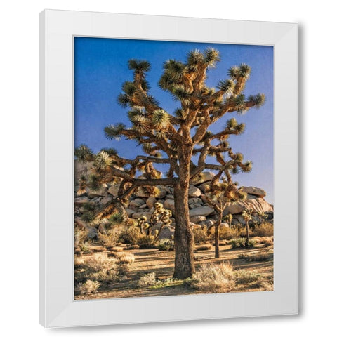 Views of Joshua Tree II White Modern Wood Framed Art Print by Perry, Rachel