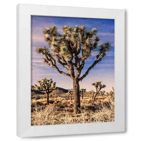 Views of Joshua Tree IV White Modern Wood Framed Art Print by Perry, Rachel