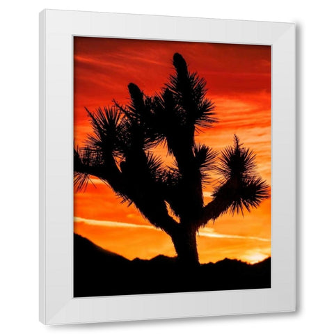 Views of Joshua Tree VI White Modern Wood Framed Art Print by Perry, Rachel