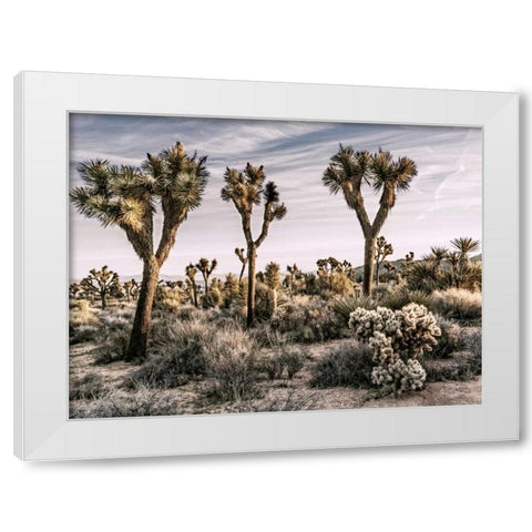 Views of Joshua Tree IX White Modern Wood Framed Art Print by Perry, Rachel