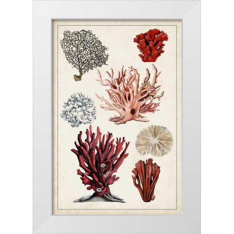 Antique Coral Study I White Modern Wood Framed Art Print by McCavitt, Naomi