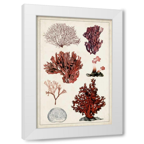 Antique Coral Study II White Modern Wood Framed Art Print by McCavitt, Naomi