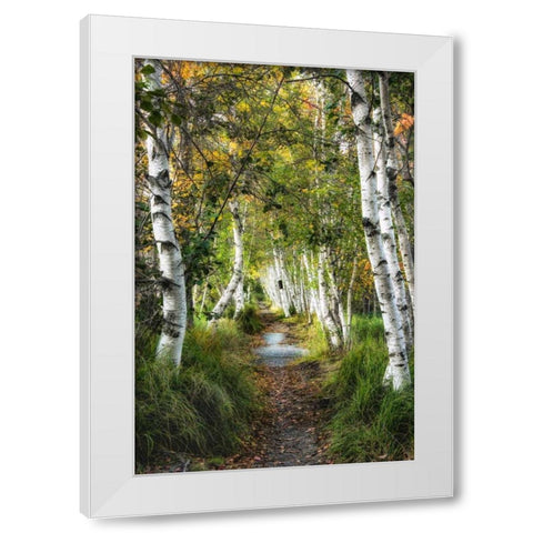 Birch Path I White Modern Wood Framed Art Print by Head, Danny