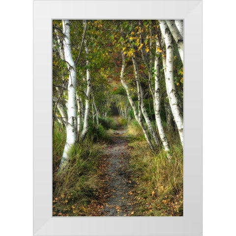 Birch Path II White Modern Wood Framed Art Print by Head, Danny