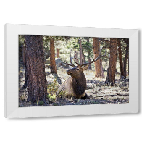 Elk Study I White Modern Wood Framed Art Print by Drost, David