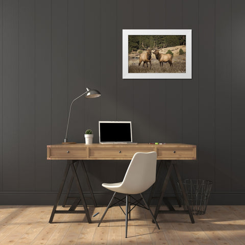 Elk Study IV White Modern Wood Framed Art Print by Drost, David