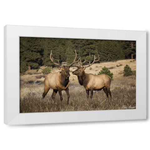 Elk Study IV White Modern Wood Framed Art Print by Drost, David