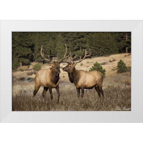 Elk Study IV White Modern Wood Framed Art Print by Drost, David