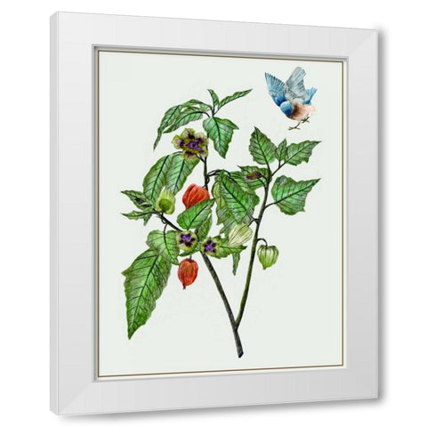 Cape Gooseberry I White Modern Wood Framed Art Print by Wang, Melissa