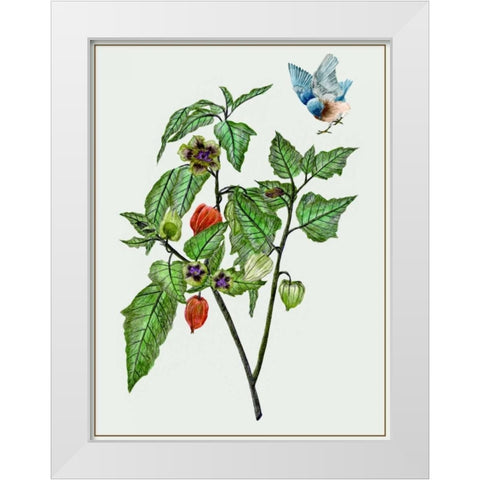 Cape Gooseberry I White Modern Wood Framed Art Print by Wang, Melissa