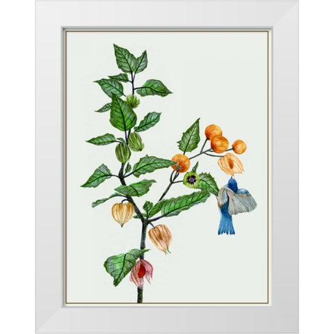 Cape Gooseberry II White Modern Wood Framed Art Print by Wang, Melissa