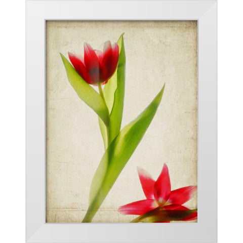 Parchment Flowers II White Modern Wood Framed Art Print by Stalus, Judy