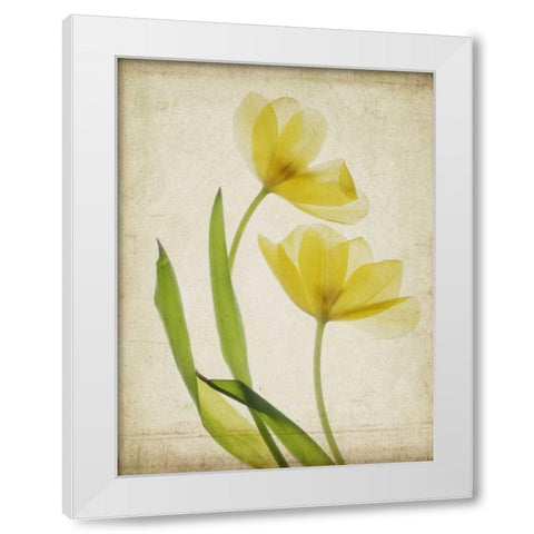 Parchment Flowers IV White Modern Wood Framed Art Print by Stalus, Judy